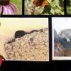 DSCF1601