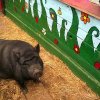 11536112_854121171350684_3845278000804519857_n